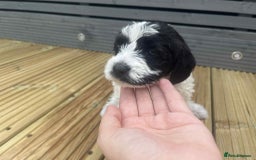 Mixed Breed dogs for sale: Stunning jackapoo x cocapoo puppies - Image 2