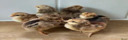 Chickens poultry for sale: Cream Legbar chicks for sale  - Advert 3
