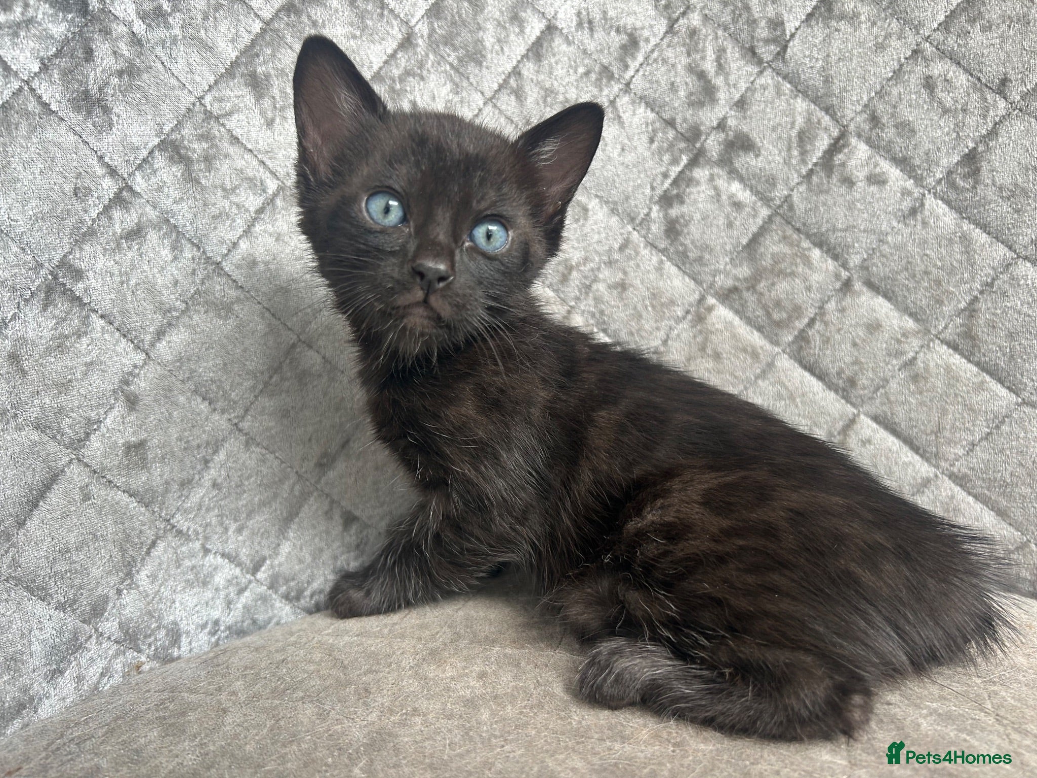 Bengal cats Gorgeous litter of TICA registered bengal kittens  - Advert 8