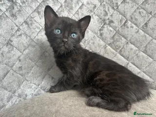 Bengal cats Gorgeous litter of TICA registered bengal kittens - Advert 8