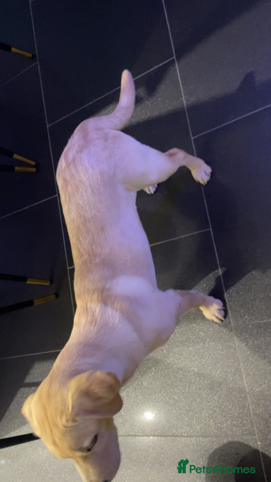 Labrador Retriever dogs for sale: Cute Labrador puppy in Broadstairs - Advert 4