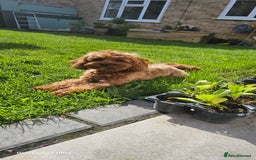 Cavapoo dogs for stud:  Toy cavapoo (proven stud) - Image 9
