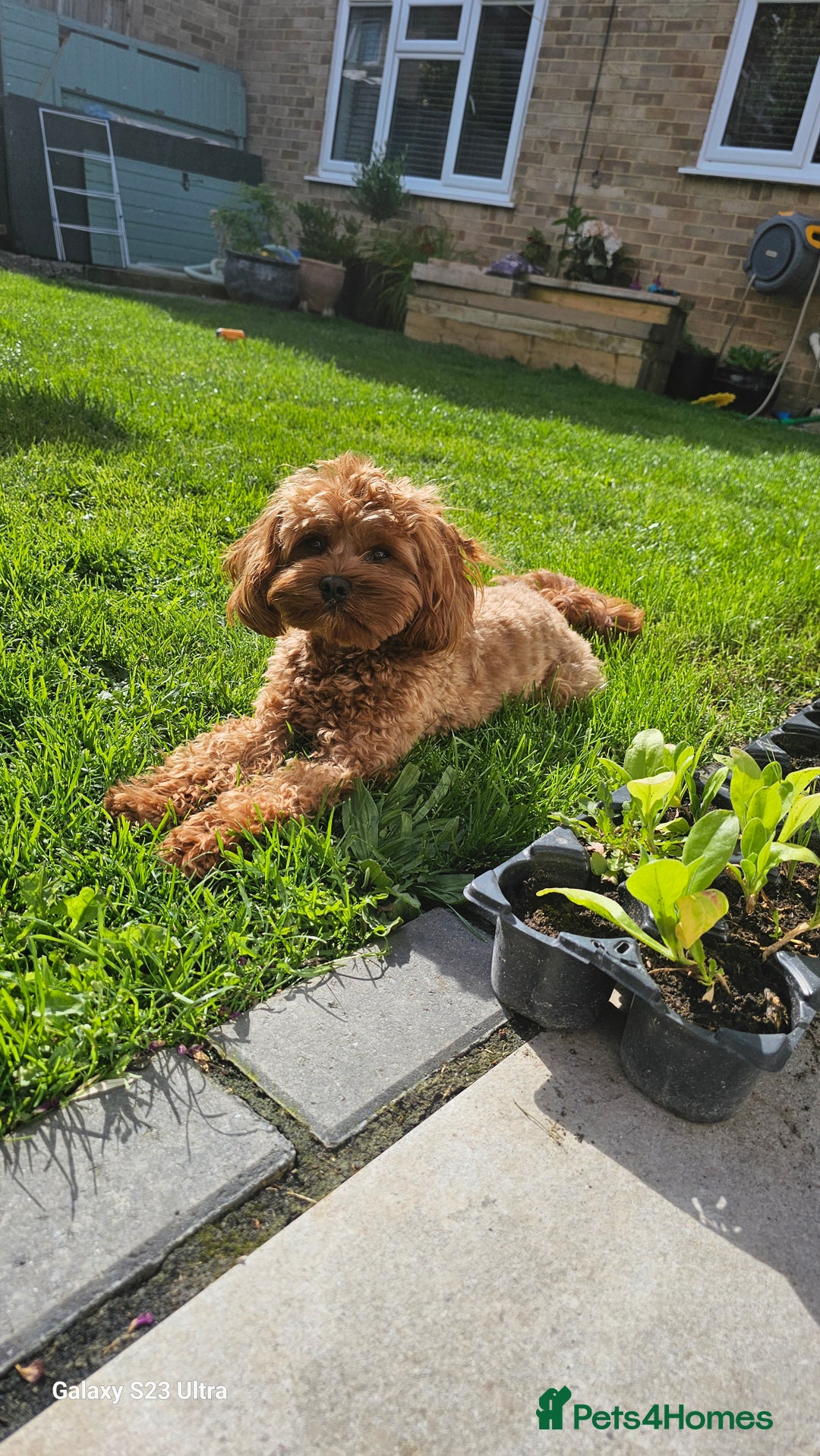 Cavapoo dogs for stud:  Toy cavapoo (proven stud) - Image 9