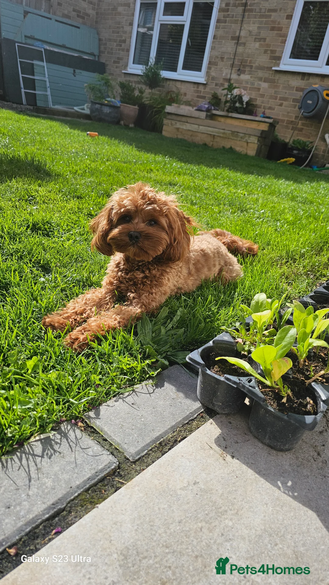 Cavapoo dogs for stud:  Toy cavapoo (proven stud) - Advert 9