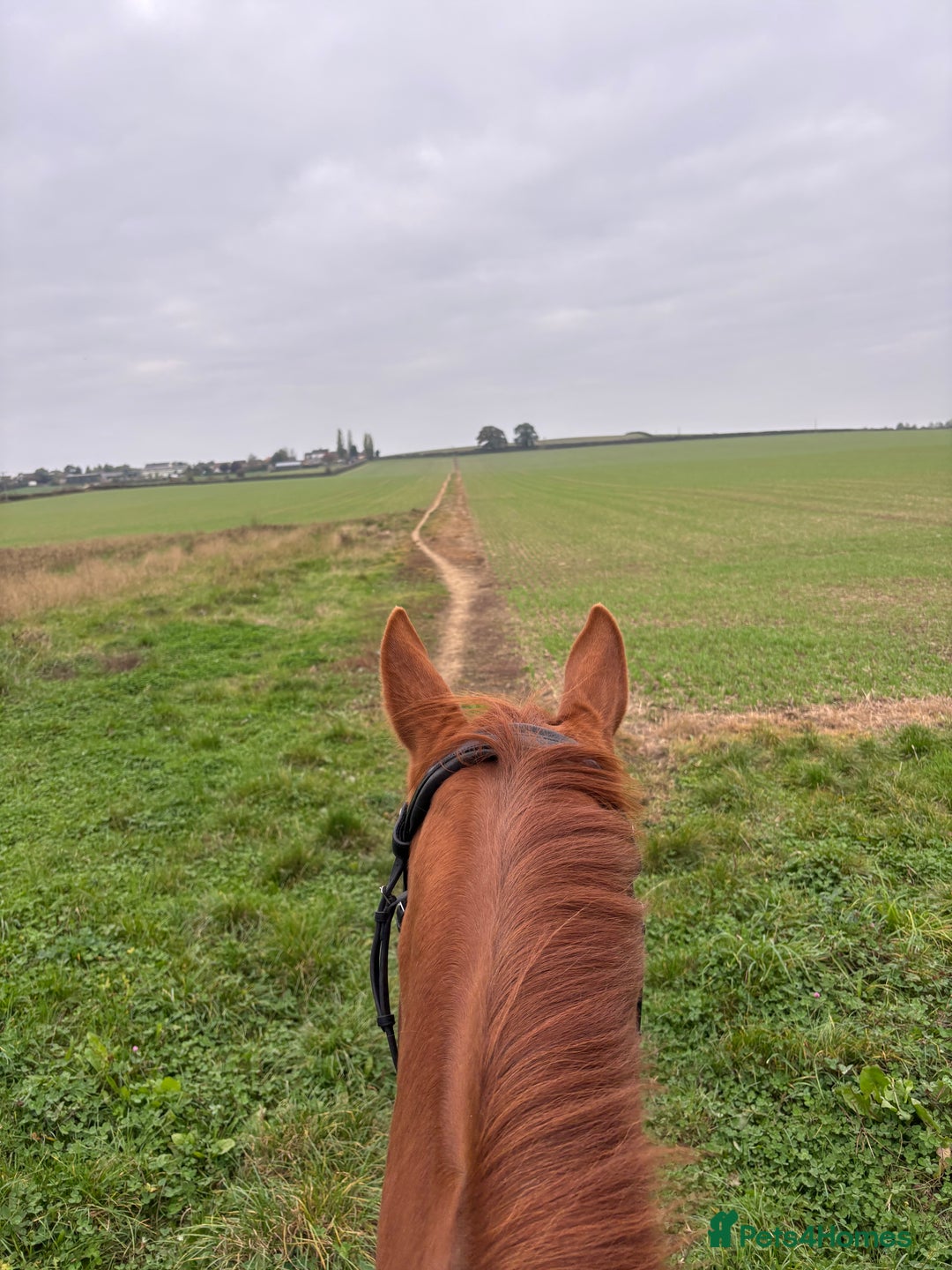 English Thoroughbred horses for sale: 16.2 Chestnut TB Mare - Advert 3