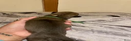 Lurcher dogs for sale: Bedlington Whippet x Greyhound Lurcher Puppies - Advert 8