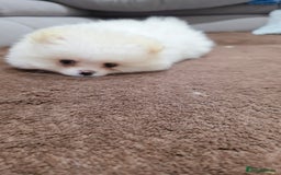 Pomeranian dogs for sale: Pomeranians of the original breed  - Image 9