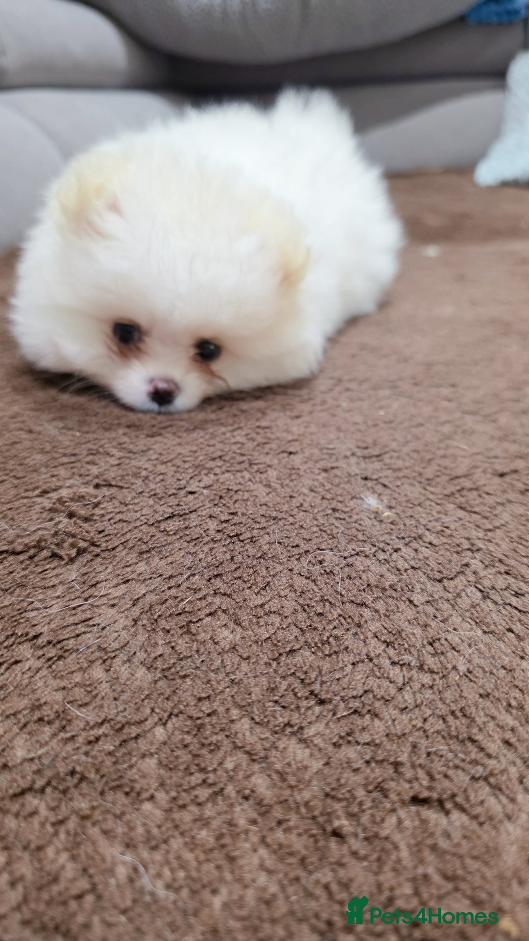 Pomeranian dogs for sale: Pomeranians of the original breed  - Image 9
