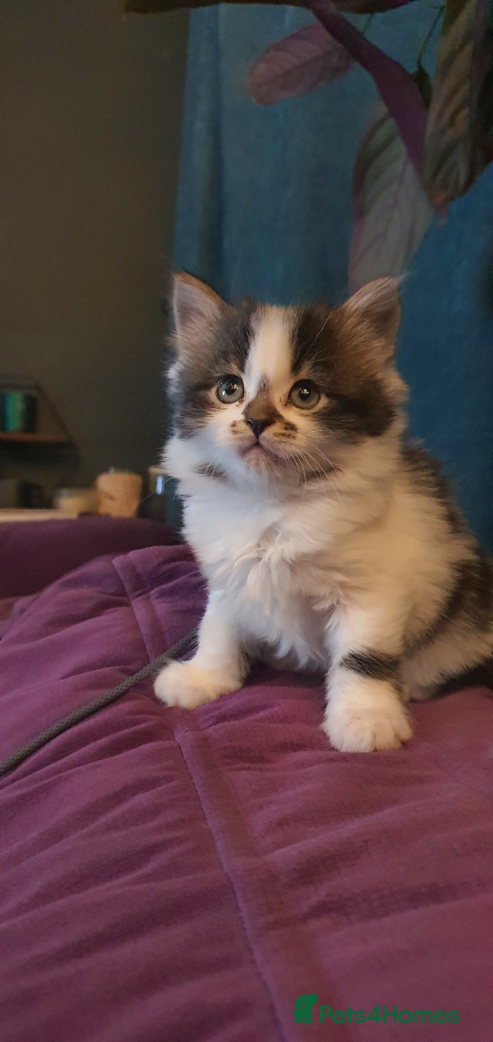 Persian cats Adorable Persian Kittens - Advert 6