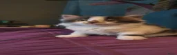 Persian cats for sale: Adorable Persian Cross Kittens - Advert 13