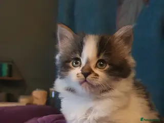 Persian cats Adorable Persian Kittens - Advert 3