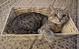 Bengal cats for sale: Cat for sale - Image 3