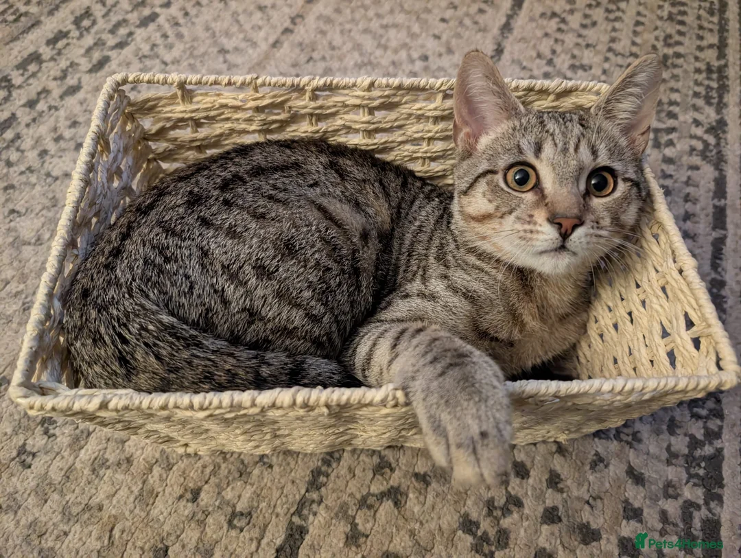 Bengal cats for sale: Bengal cat for sale - Advert 3