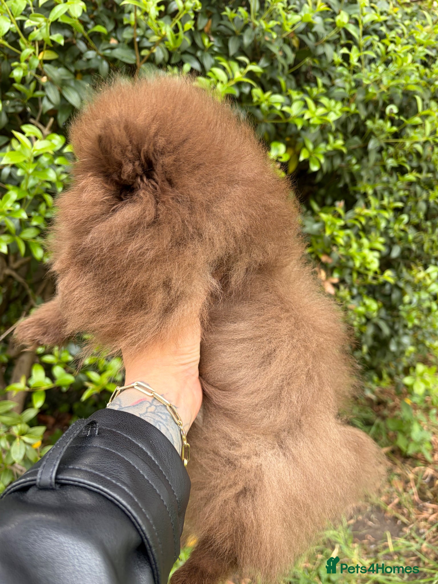 Pomeranian dogs for sale: Amazing Poms teddy bear boy 🥰🐻🥰🐻 - Advert 3