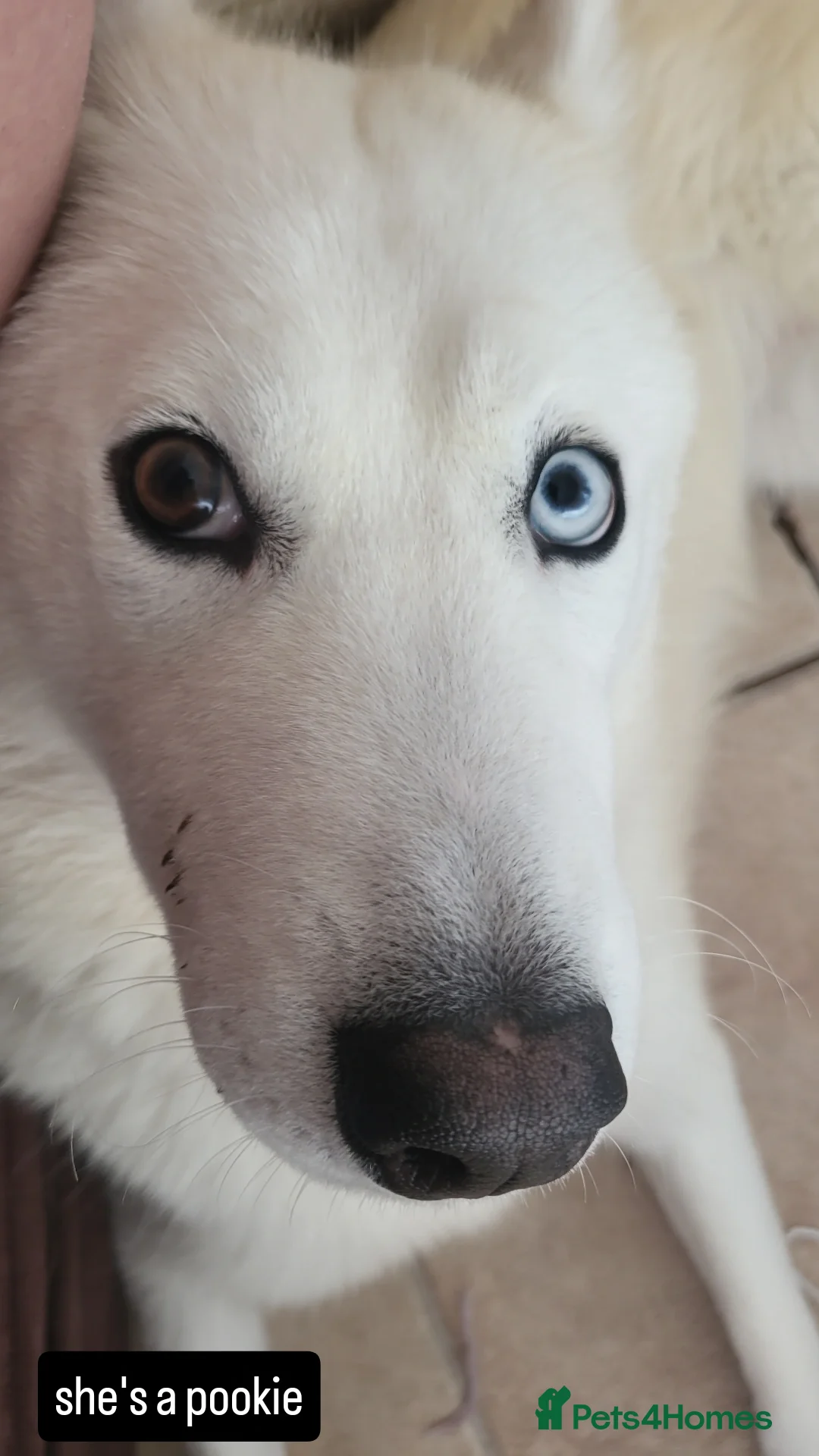 Siberian Husky dogs for sale: White and Golden Siberian Husky in Blackpool - Image 3