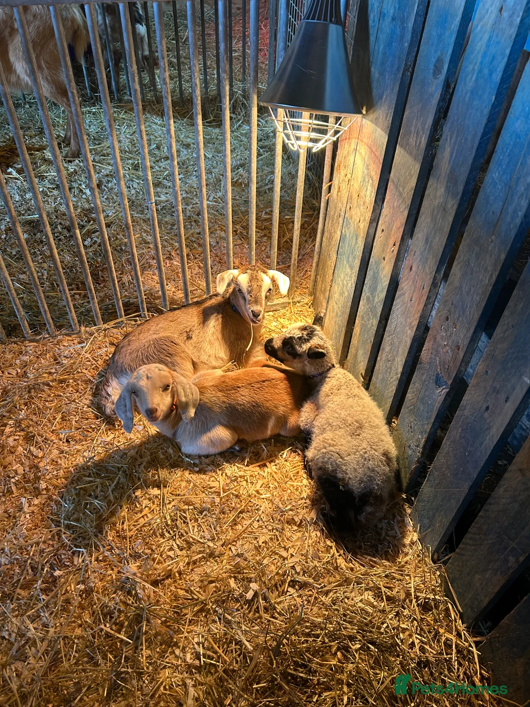 Goats livestock for sale: Lovely bottle fed weather  - Advert 2