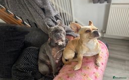 Mixed Breed dogs for sale: X3 Beautiful girl French bulldogs cross  - Advert 6