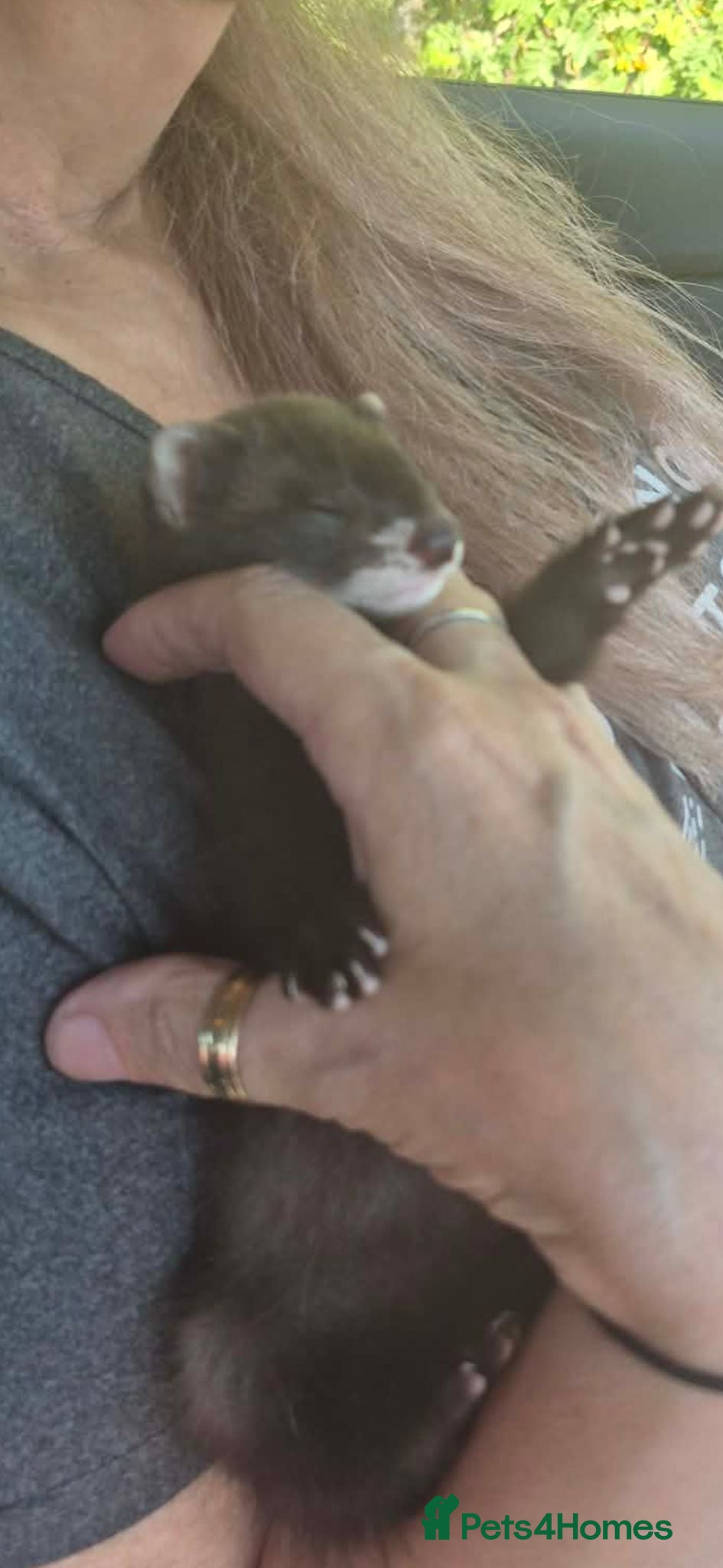 Ferret rodents Baby ferret  - Advert 2