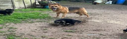 German Shepherd dogs for sale: Beautiful German shepherd  - Advert 3