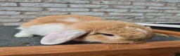 Mini Lop rabbits for sale: Mini lop mixed breed female rabbit - Advert 4