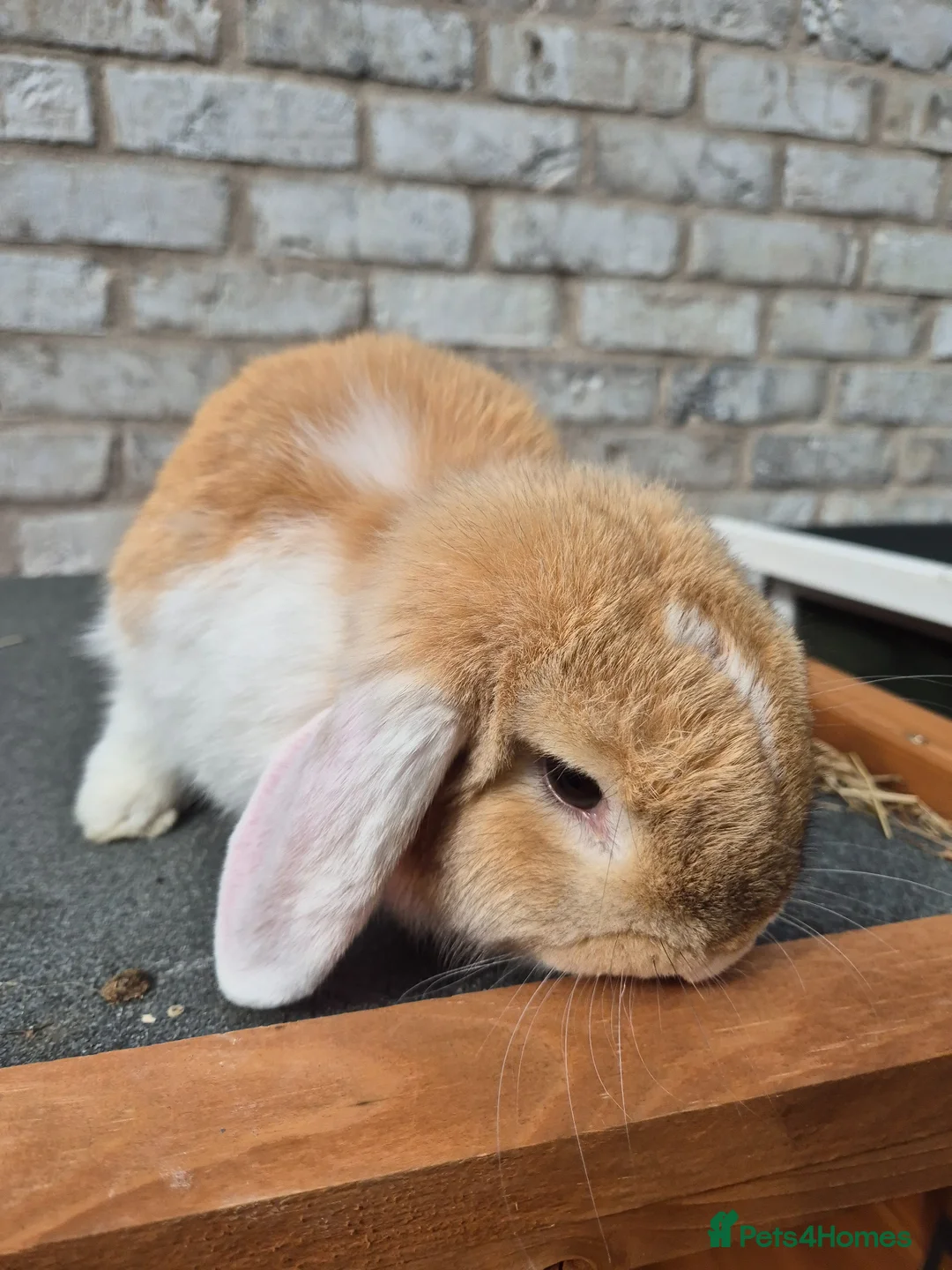 Mini Lop rabbits for sale: Mini lop mixed breed female rabbit - Advert 4
