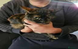 Mixed Breed cats for sale: 3kitten - Image 8