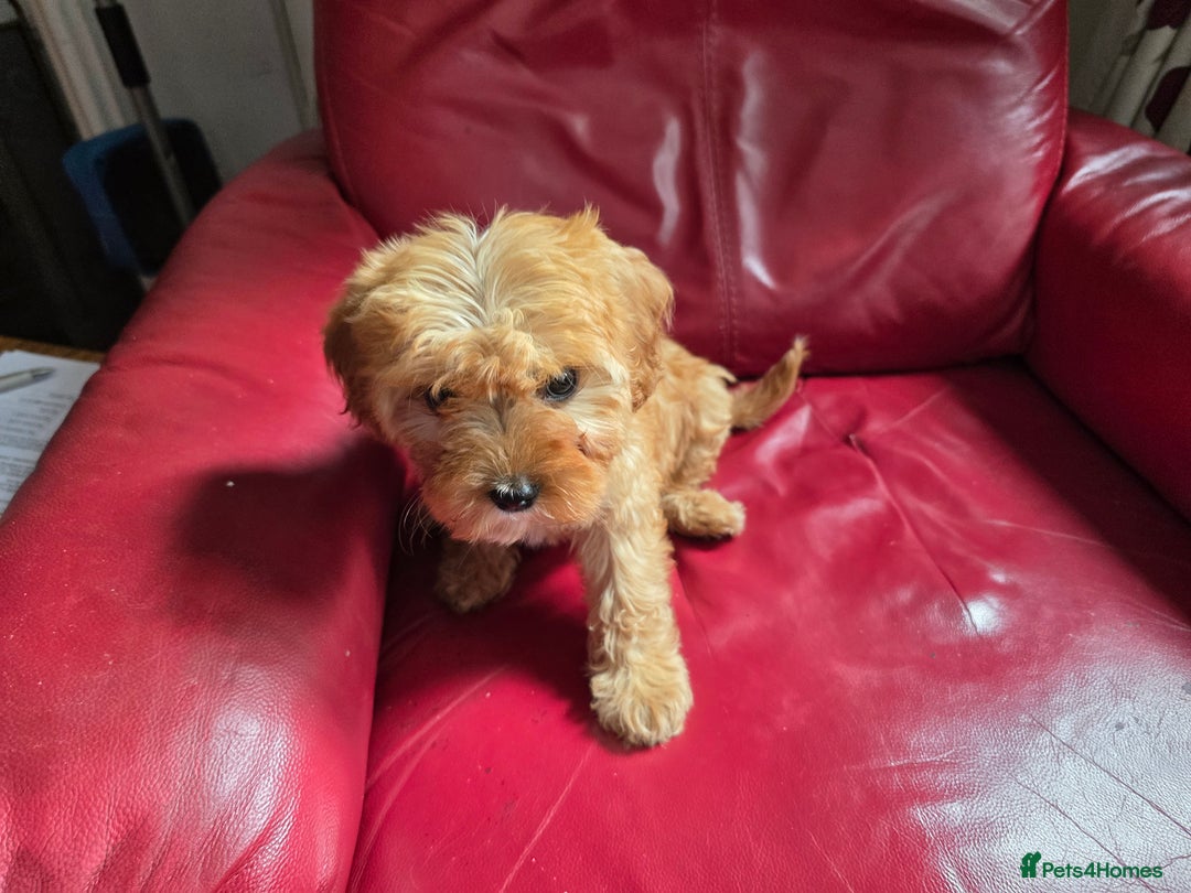 Cavapoo dogs for sale: Red f1 cavapoos  in Knutsford - Image 5