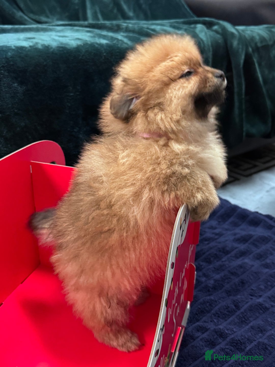 Pomeranian dogs for sale: FLUFFY POMERANIAN FOR SALE 🥰 - Advert 5