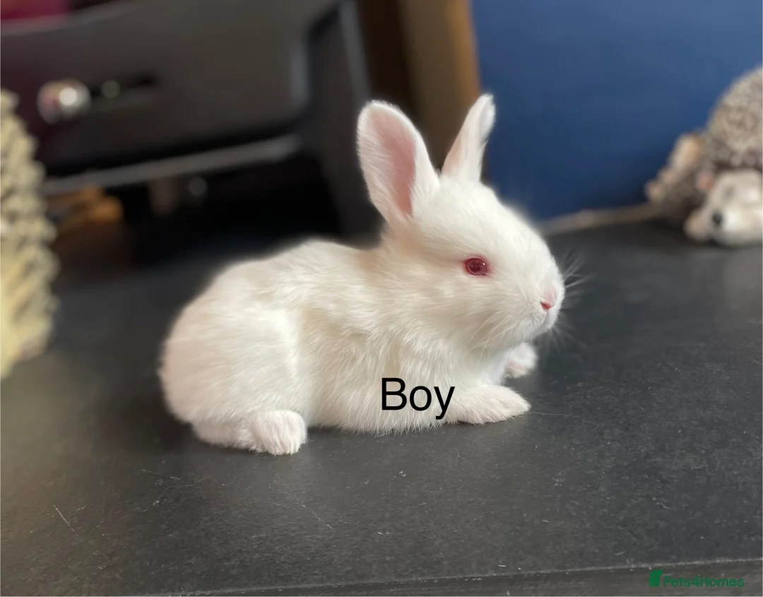 Continental Giant rabbits for sale: Brand new litter pure bred continental giants - Advert 2