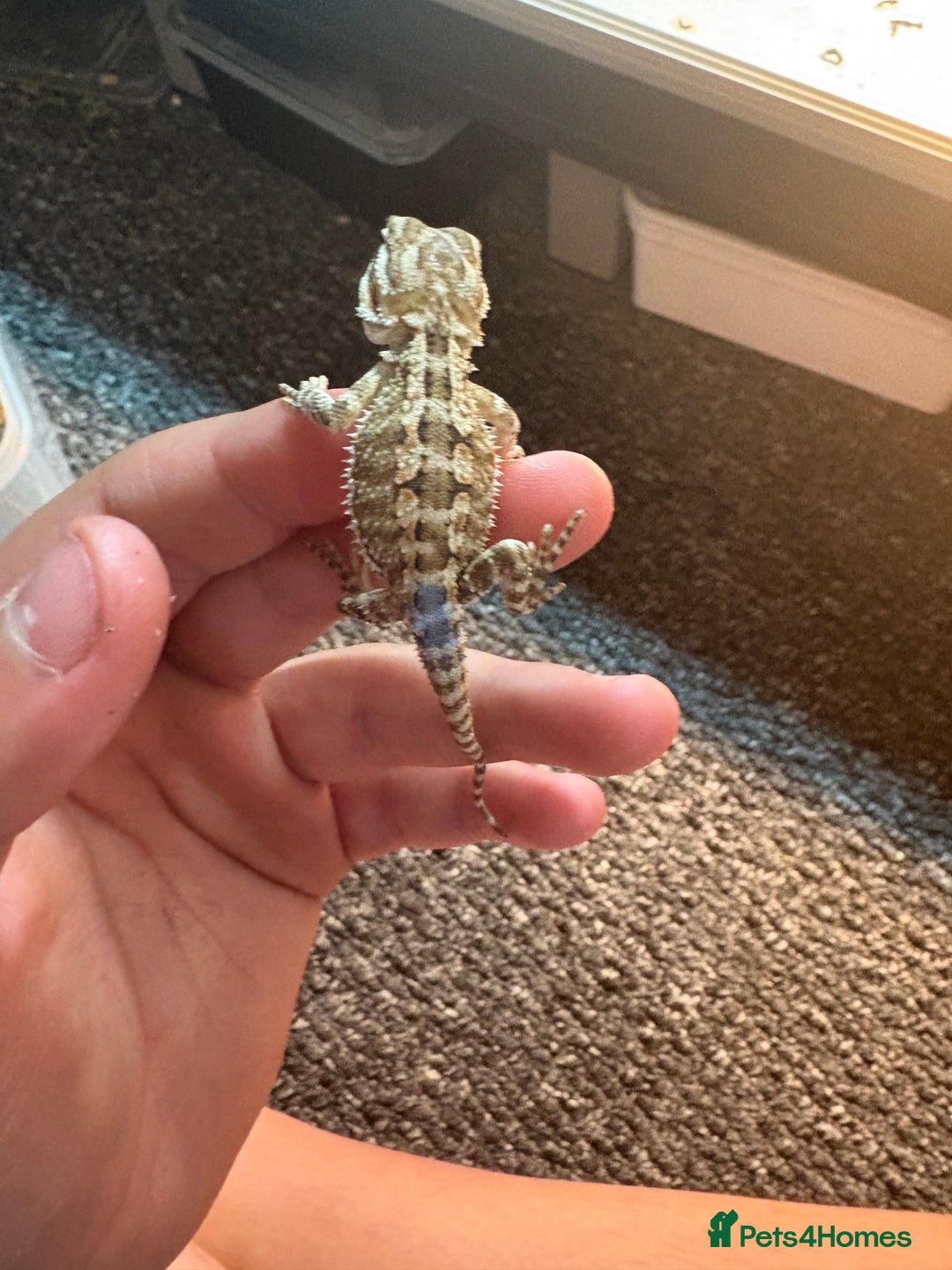 Dragon reptiles for sale: Viticans dragon - Image 7
