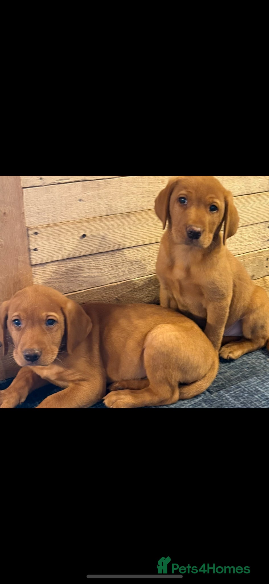 Labrador Retriever dogs for sale: Fox red Labrador  - Advert 3