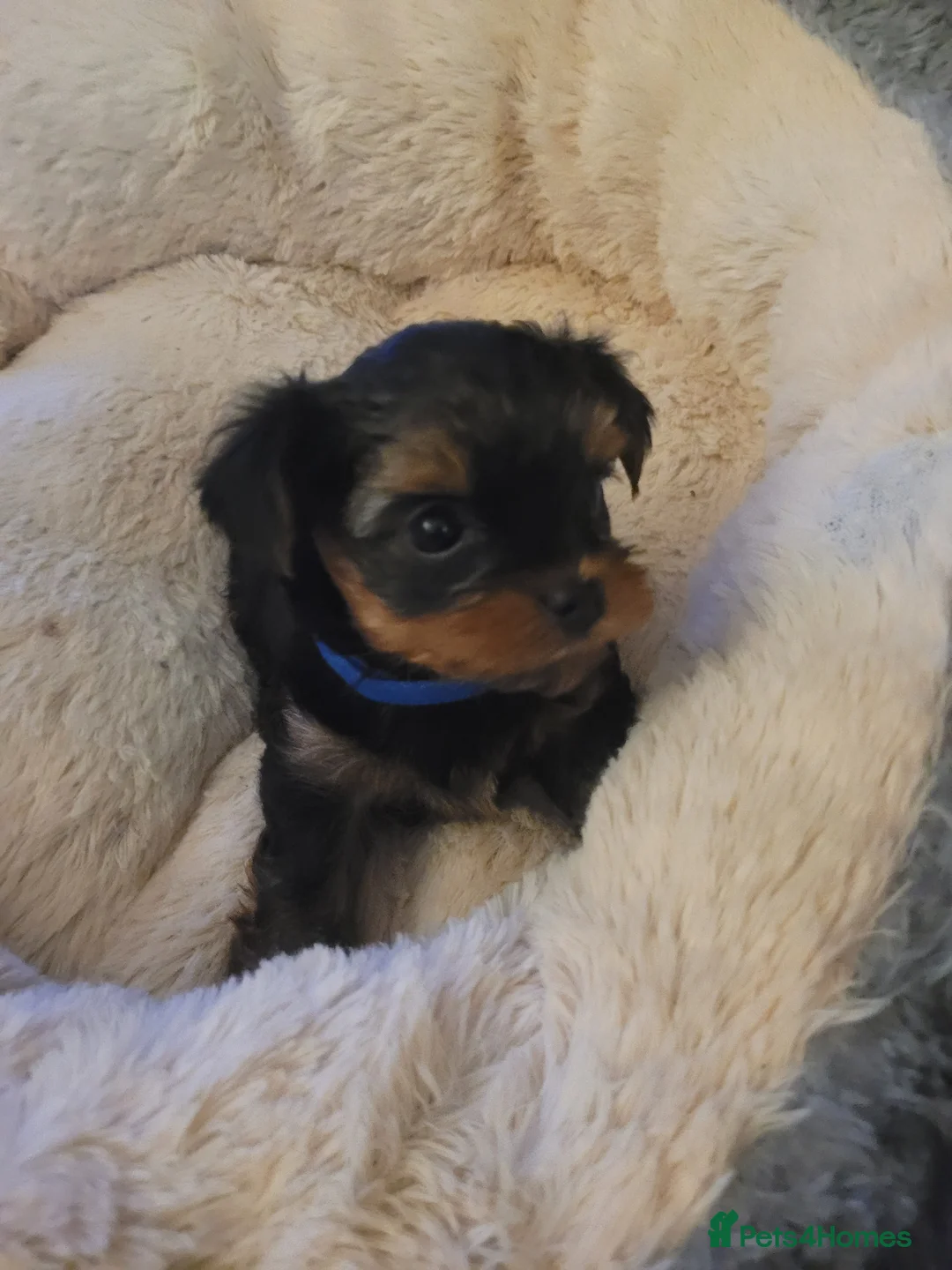 Yorkshire Terrier dogs for sale: Yorkshire terrier - Advert 3