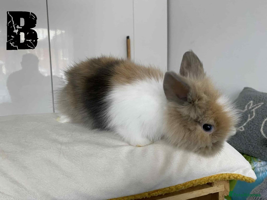 Lionhead rabbits for sale: Pure Breed Fluffy Double Mained Lionhead Kits - Image 7
