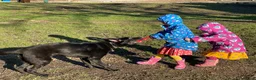 German Shepherd dogs for sale: Well trained German Shepherd - Advert 11