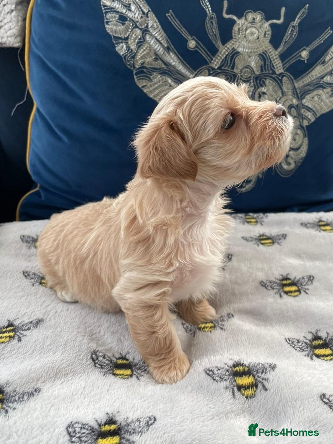 Yorkshire Terrier dogs for stud: Yorkshire terrier for stud - Advert 14