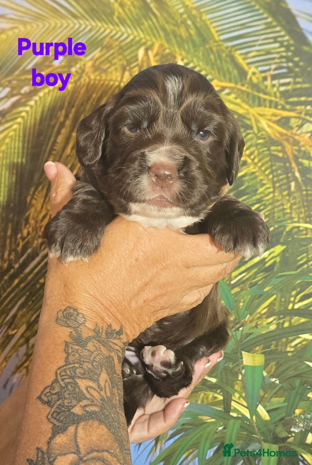 Sprocker dogs for sale: Beautiful Sproker pups for sale   - Image 10