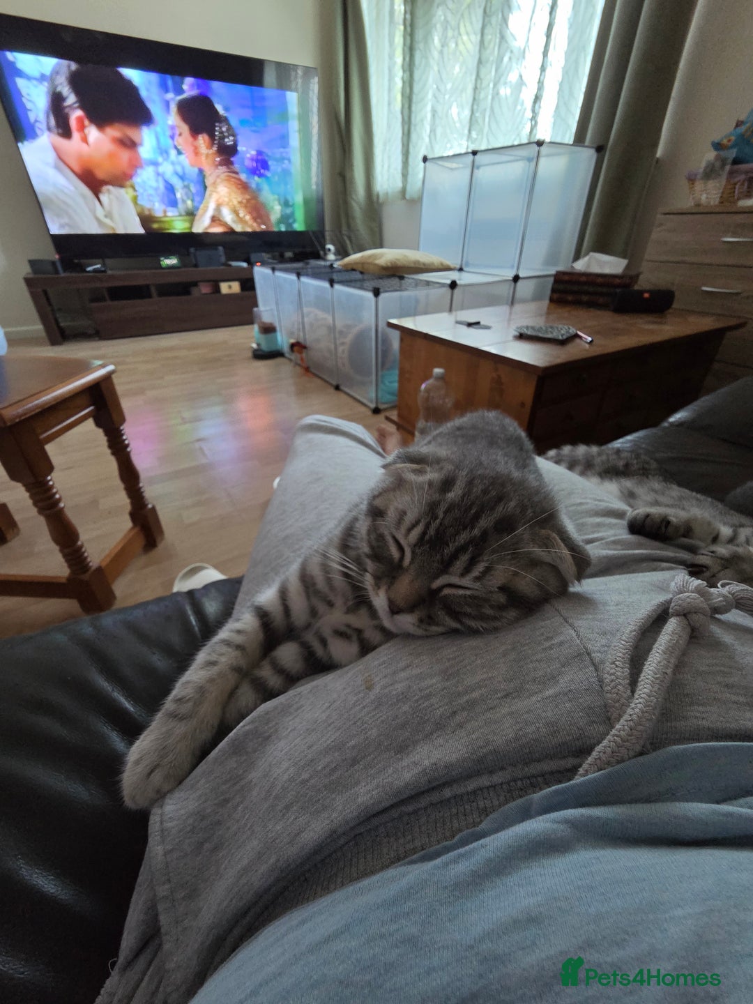 Scottish Fold cats for sale: Scottish Fold kittens  - Image 4