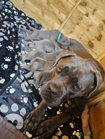 Cane Corso dogs Rehoming female 4 year old Cane Corso - Advert 12