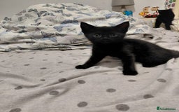 Mixed Breed cats for sale: 3 kittens, ready to leave on nov 25 - Advert 4