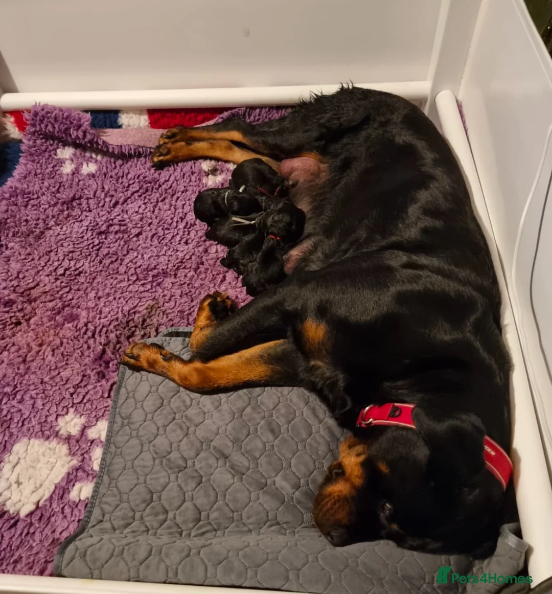 Rottweiler dogs for stud: 22 champions kc Rottweiler stud  in Romford - Advert 13