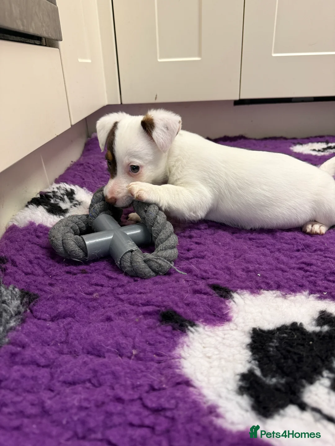 Jack Russell dogs for sale: Health Tested Jack Russell Boy - Advert 6