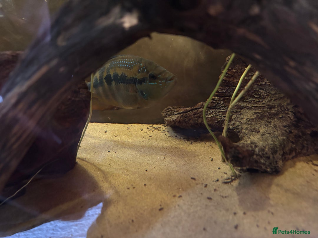 Cichlids fish for sale: Large Cichlids and Dithers - Image 2