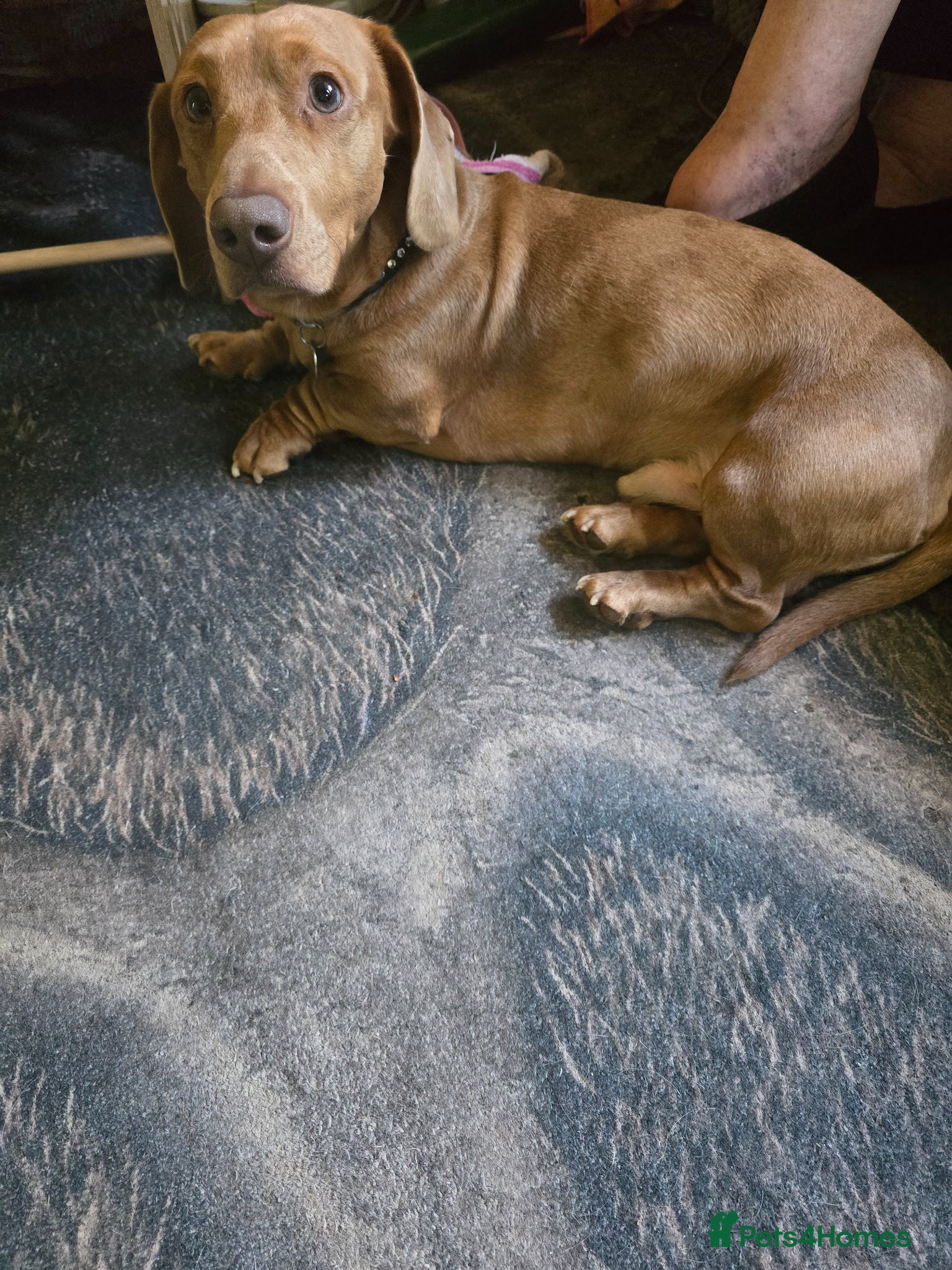 Dachshund dogs Mini long hair dachound avalabel  £750,00  - Advert 1