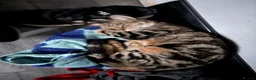 Mixed Breed cats for sale: 2 half Bengal girl  in Oxford - Advert 2
