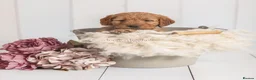 Mini Goldendoodle dogs for sale: F1 pups by a licensed breeder POLICE dog trainer - Advert 7