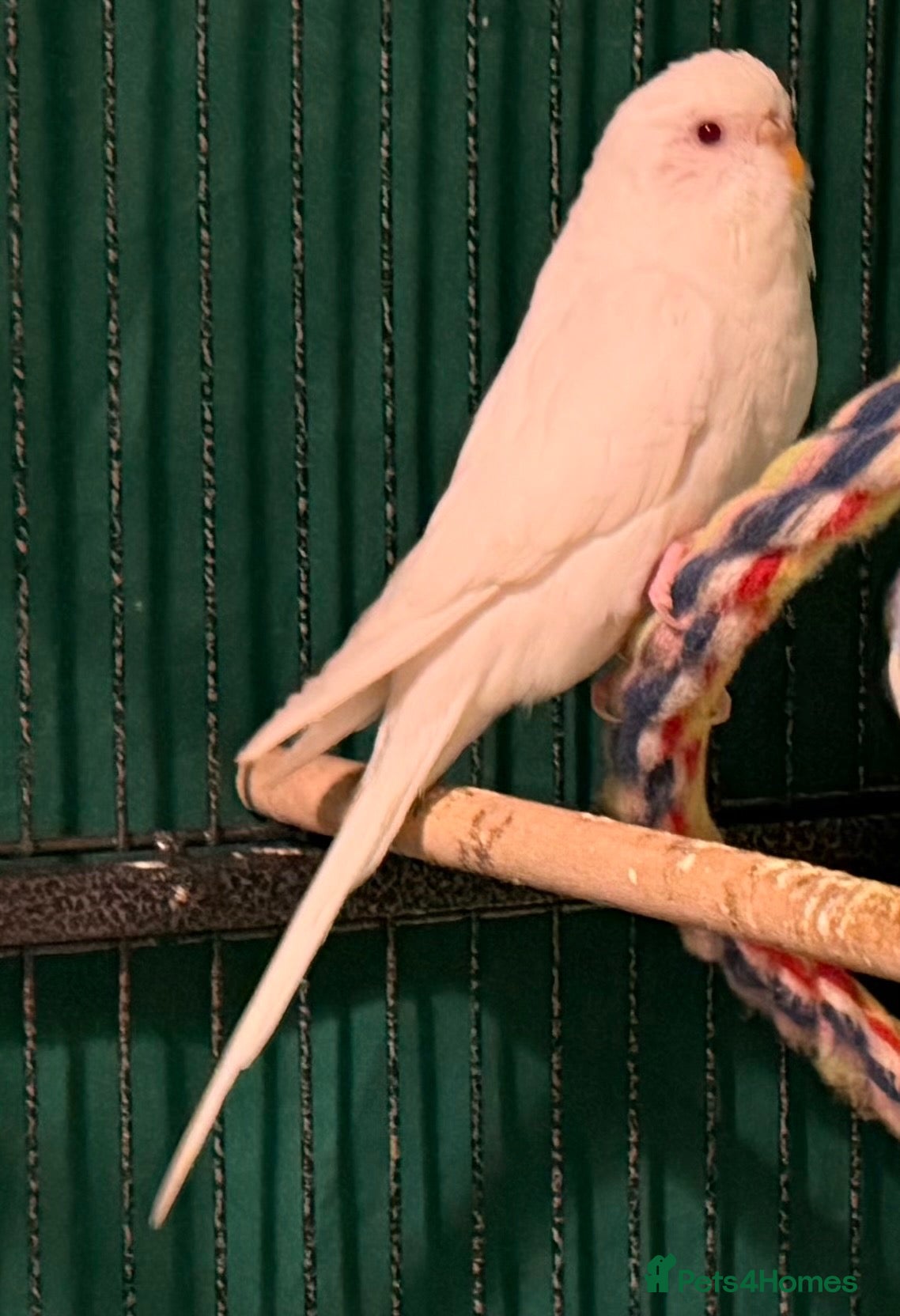 Budgerigars birds Young Bonded Females —  rainbow 🌈 & white albino  - Advert 2
