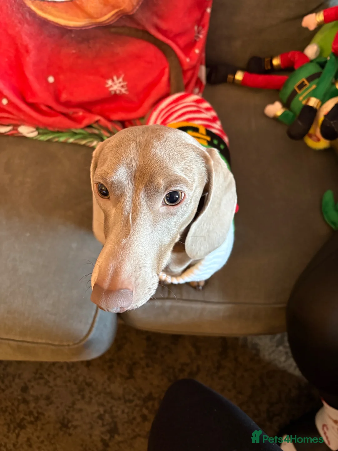 Miniature Dachshund dogs for sale: Grey miniature dachshund  - Advert 4