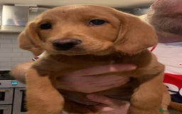 Double Doodle dogs for sale: Beautiful rare litter of Double Doodles - Image 2