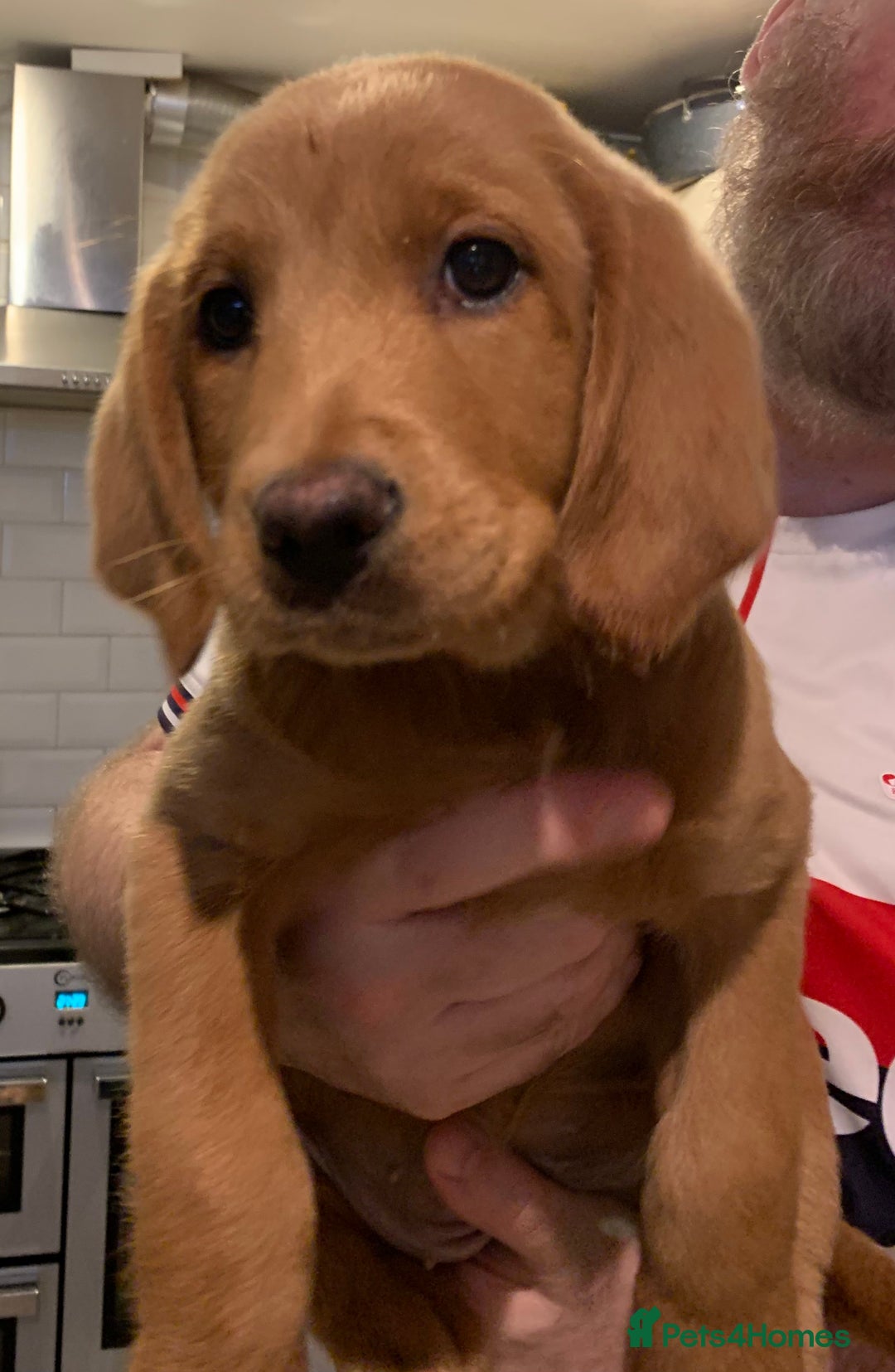 Double Doodle dogs for sale: Beautiful rare litter of Double Doodles - Image 2