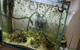 Other/Mixed Breed fish for sale: Beautiful Guppies for Sale price per one fish - Image 2